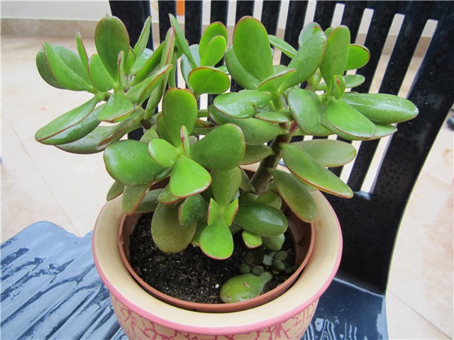 Crassula ovata